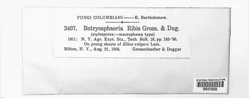 Neofusicoccum ribis image